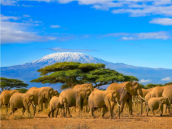 Selous natuurpark